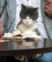 cat_reading_book.jpg